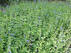 156 Longwood Gardens [2008 August 23]